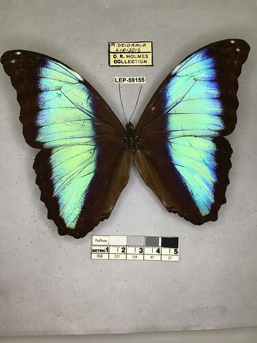 Pinned butterfly specimen beside label.