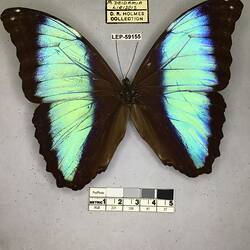 Pinned butterfly specimen beside label.
