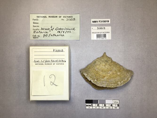 Dry stony coral specimen beside labels.