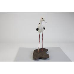 <em>Himantopus himantopus leucocephalus</em>, Black-winged Stilt. [B 32995]