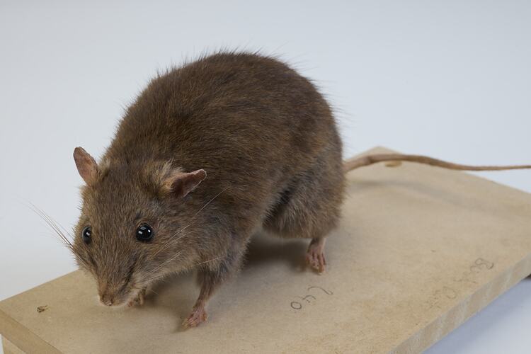 <em>Rattus fuscipes</em>, Australian Bush Rat. [C 6871]