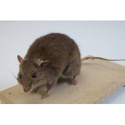 Our Wondrous Planet, Our Wild Family: Taxidermy Mount - Australian Bush Rat, <em>Rattus fuscipes</em> Waterhouse, 1839