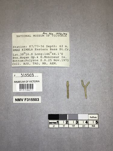 Dry stony coral specimens beside labels.