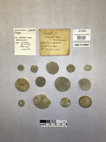 Dry coral specimens beside labels.