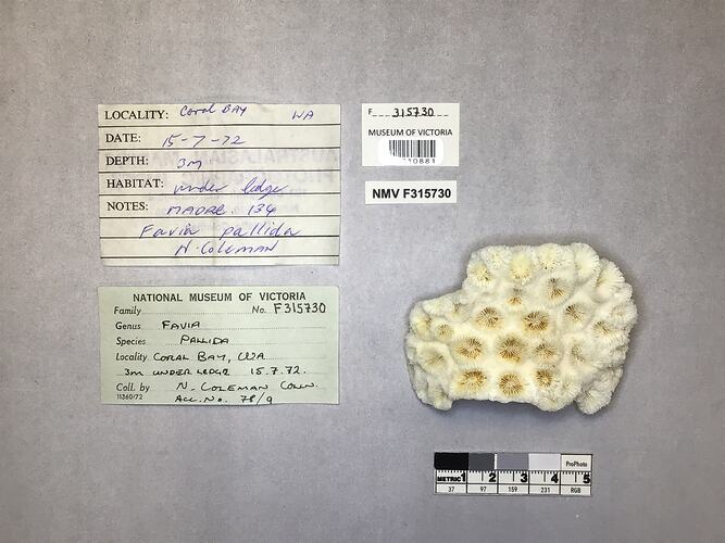Dry stony coral specimen beside labels.