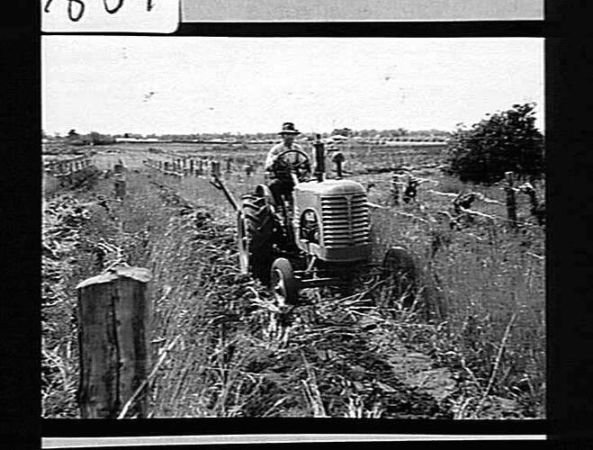 `SUNHANDLIFT' (3 FURROW) & TOOL BAR PLOUGHING IN CLOVER-CROP: T. REDDICK, RED CLIFFS: OCT 1942