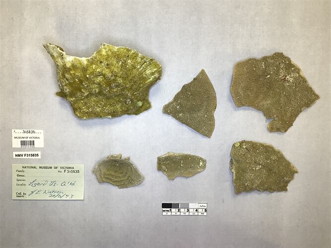 Dry stony coral specimens beside labels.