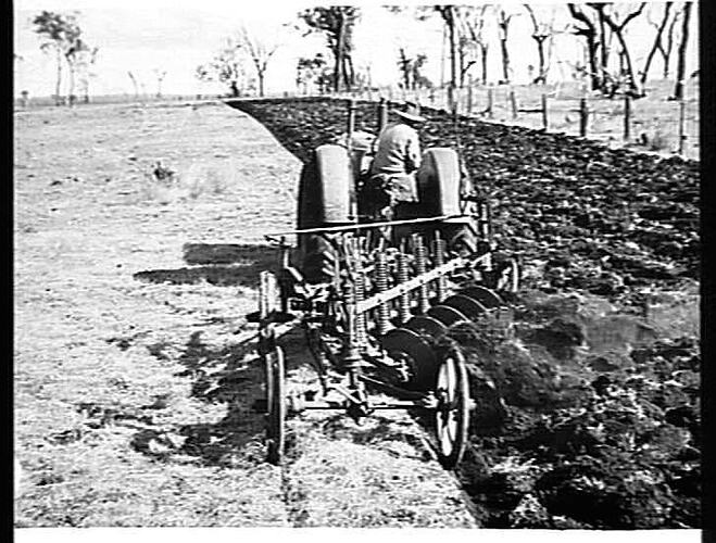 5-FURROW SUNVERTICAL STUMP-JUMP DISC PLOUGH AT WORK ON THE FARM OF MR. JACOBSON, KINGAROY, QUEENSLAND. AUGUST, 1948.
