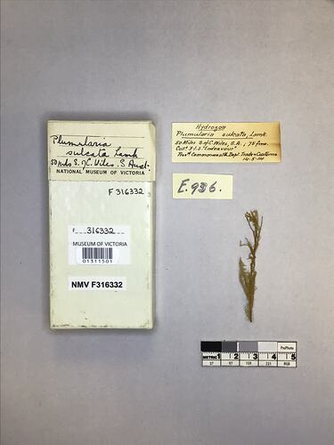 Dry soft coral specimen beside labels.