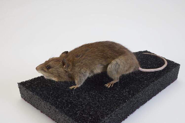 <em>Rattus rattus</em>, Black Rat. [C 7003]