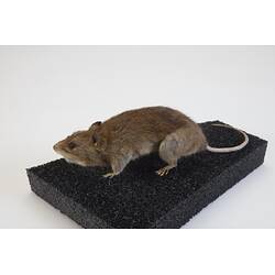 Our Wondrous Planet, Our Wild Family: Taxidermy Mount - Black Rat, <em>Rattus rattus</em> (Linnaeus, 1758)