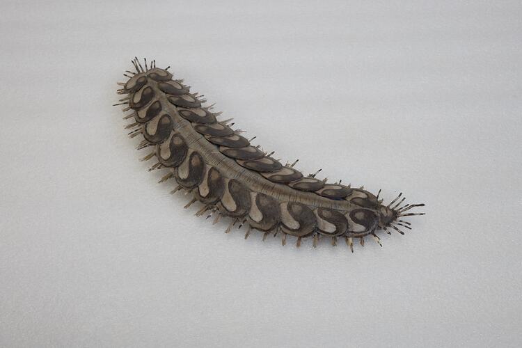 <em>Lepidonotus melanogrammus</em>, Dark-marked Scale Worm, model. [F 254744]