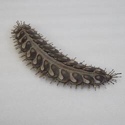 Our Wondrous Planet, Our Wild Family: Model - Dark-marked Scale Worm, <em>Lepidonotus melanogrammus</em> Haswell, 1883