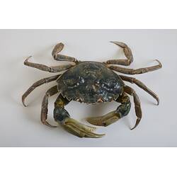 <em>Carcinus maenas</em>, European Shore Crab. [J 20921]