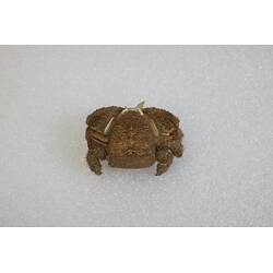 <em>Lomis hirta</em>, Hairy Stone Crab. [J 39308]