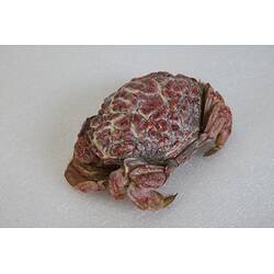 <em>Zosimus aeneus</em>, crab. [J 44717]