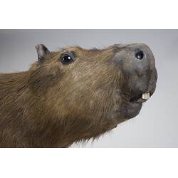 <em>Hydrochoeris hydrochaeris</em>, Greater Capybara. [C 30646]