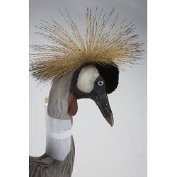 <em>Balearica regulorum regulorum</em>, Grey Crowned Crane. [55990]