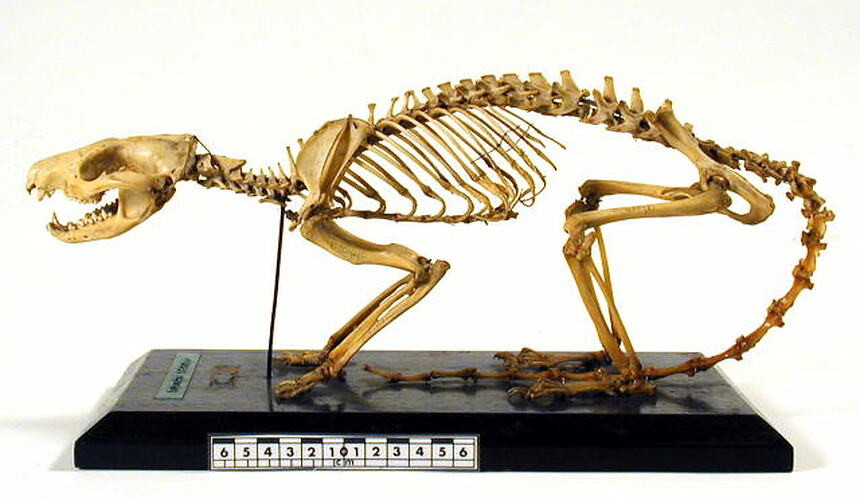 Side view of articulated quoll skeleton.
