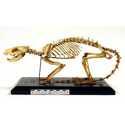 Side view of articulated quoll skeleton.