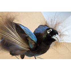 <em>Paradisaea rudolphi rudolphi</em>, Blue Bird-of-Paradise. [58432]