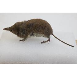 <em>Sorex alpinus</em>, Alpine Shrew. [C 30186]