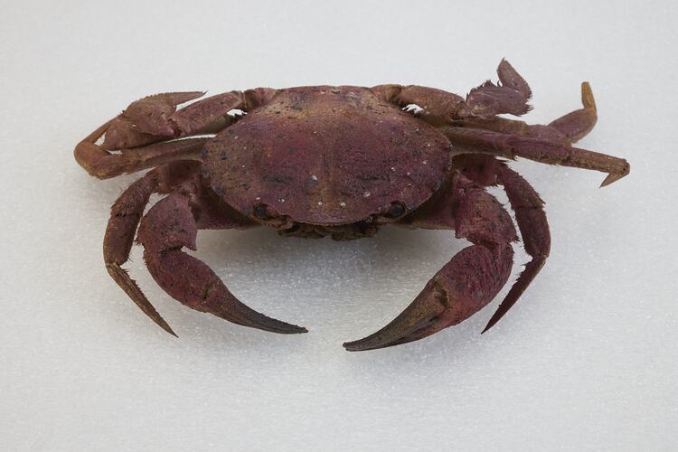 <em>Nectocarcinus integrifrons</em>, Rough Rock Crab. [J 27161]