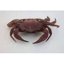 <em>Nectocarcinus integrifrons</em>, Rough Rock Crab. [J 27161]