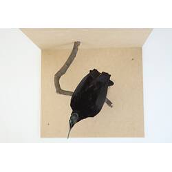 <em>Ptiloris magnificus alberti</em>, Magnificent Riflebird. [6060]