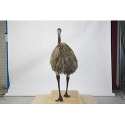 <em>Dromaius novaehollandiae novaehollandiae</em>, Emu. [B 21737]