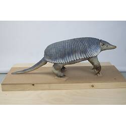 <em>Priodontes maximus</em>, Giant Armadillo. [C 30364]