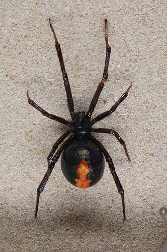 <em>Latrodectus hasseltii</em>, Redback spider. [K 16362]