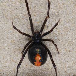 Our Wondrous Planet, Our Wild Family: Dry Specimen - Redback Spider, <em>Latrodectus hasseltii</em> Thorell, 1870