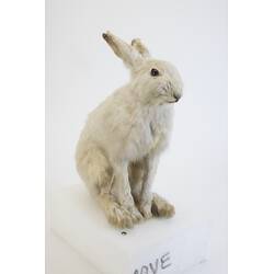 <em>Lepus timidus</em>, Mountain Hare. [C 29919]