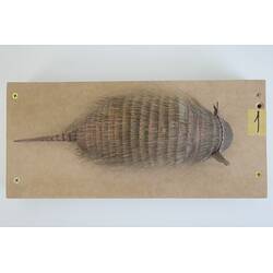 <em>Chaetophractus vellerosus</em>, Screaming Hairy Armadillo. [C 30363]