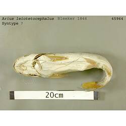 Fish specimen with scale bar, ventral view.
