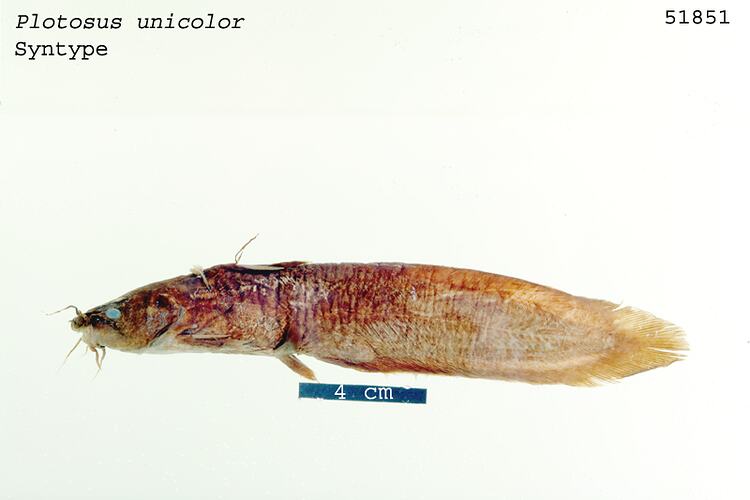 Fish specimen with scale bar.