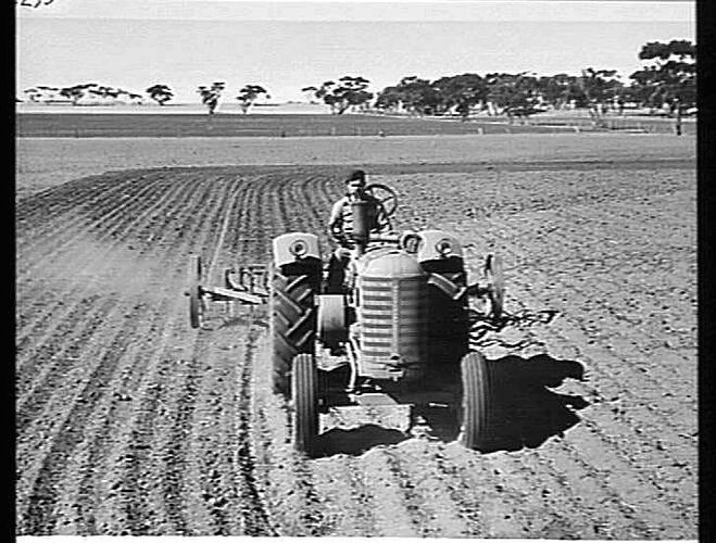 20-TINE `SUNDUKE' STUMP JUMP SCARIFIER WITH SCREW-LIFT, DRAWN BY SUNSHINE MASSEY HARRIS TRACTOR, STIRRING THE FALLOWS ON MR. J. A. HAND'S FARM AT WILLENABRINA, VIC: APRIL 1949