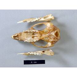 Potoroo lower jaws and skull, orientated with teeth visible.