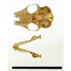 Bat lower jaw beside skull, oriented with teeth visible.
