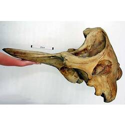 Lateral view of whale skull an upper jaw.