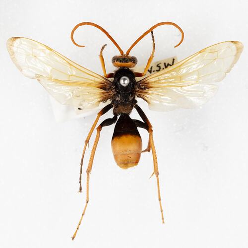 <em>Cryptocheilus australis</em>, golden spider wasp. [HYM 99028]