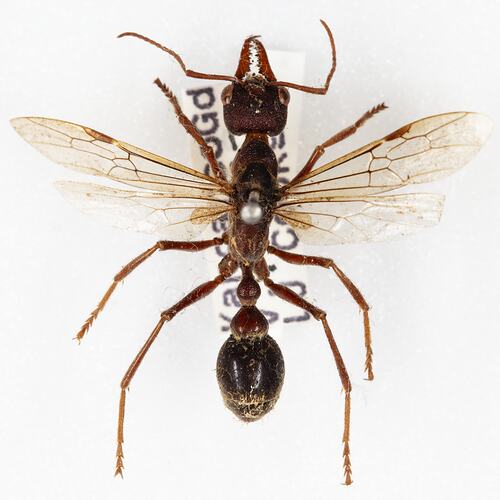 <em>Myrmecia</em> sp., bull ant. [HYM 99135]