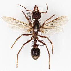 Our Wondrous Planet, Our Wild Family: Dry Specimen - Bull Ant, <em>Myrmecia</em> Fabricius, 1804