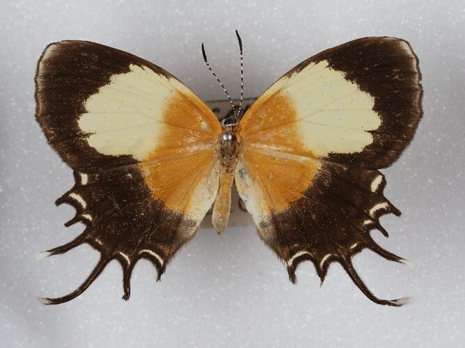 <em>Helicopis gnidus</em>, Gnidus Metalmark. [LEP 42029]
