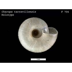 <em>Charopa tarravillensis</em>, marine snail.  Holotype.  Charles J. Gabriel Collection.  Registration no. F 706.
