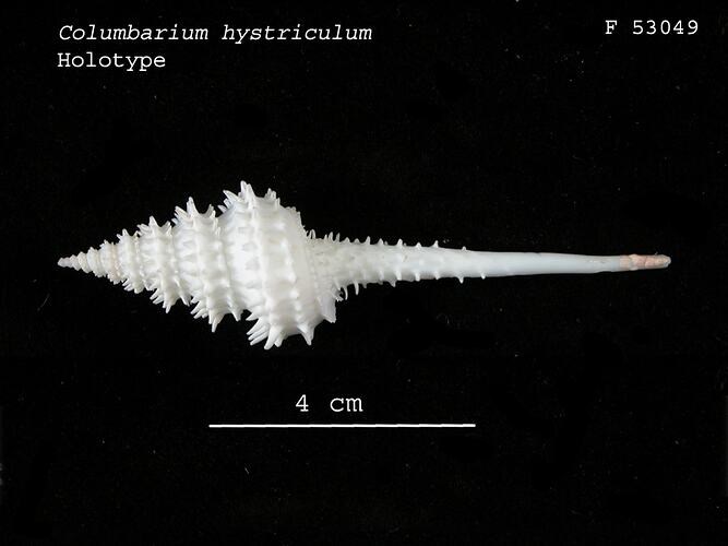 <em>Columbarium hystriculum</em>, marine snail.  Holotype.  Registration no. F 53049.