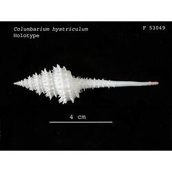 <em>Columbarium hystriculum</em>, marine snail.  Holotype.  Registration no. F 53049.