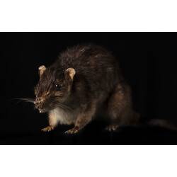 <em>Hydromys chrysogaster</em>, Australian Water Rat. [C 31375]
