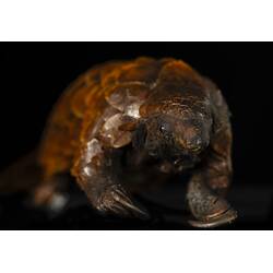 Our Wondrous Planet, Our Wild Family: Taxidermy Mount - Long-tailed Pangolin, <em>Manis tetradactyla</em>
